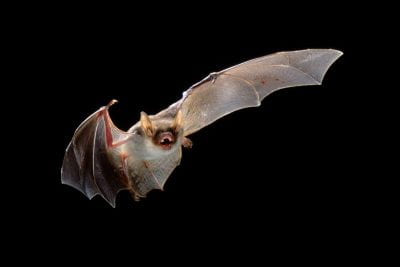 Fruit bat in flight.