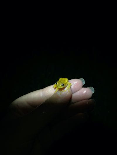 Photo of a small translucent frog held in fingers 