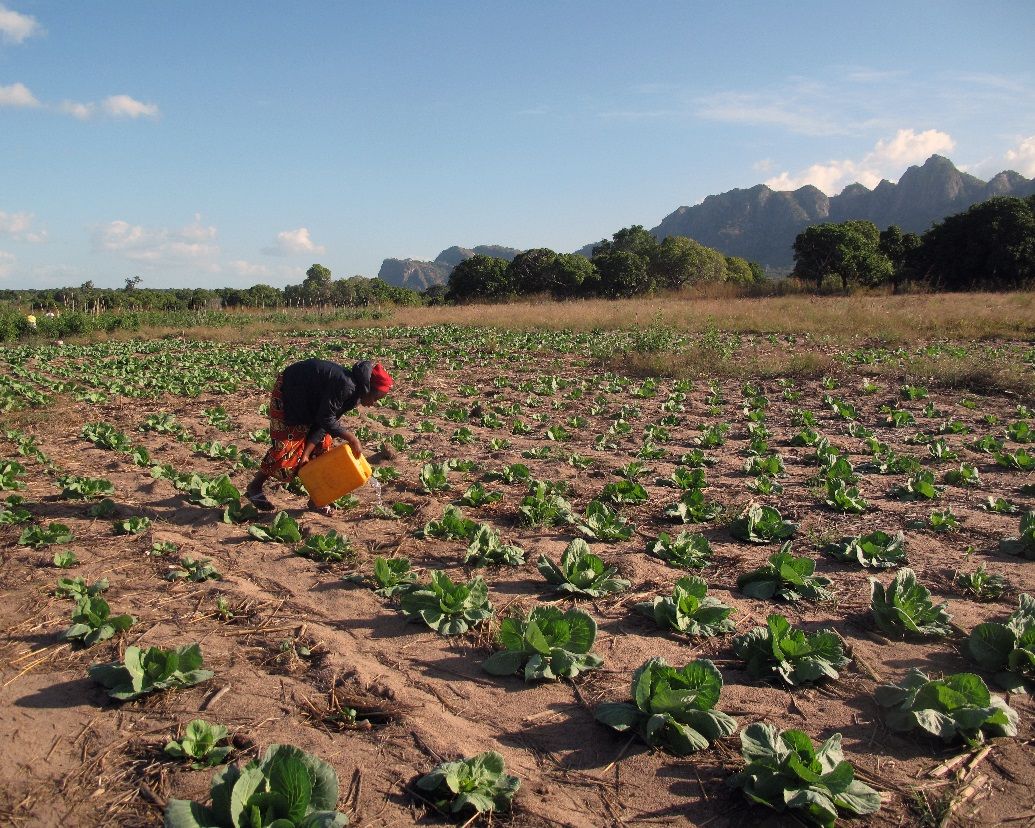 An apprentice waters cabbage plants by hand. 