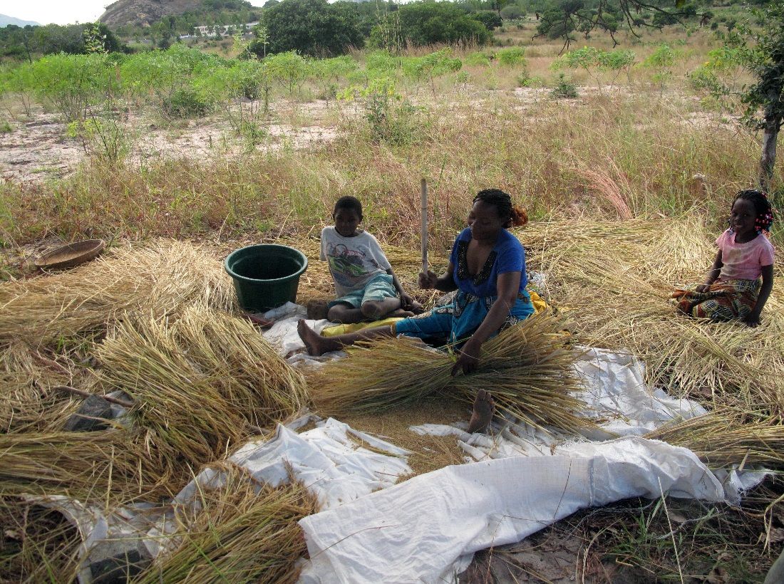 A family harvests rice by hand. 